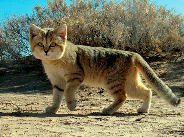 sand_cat_620x460
