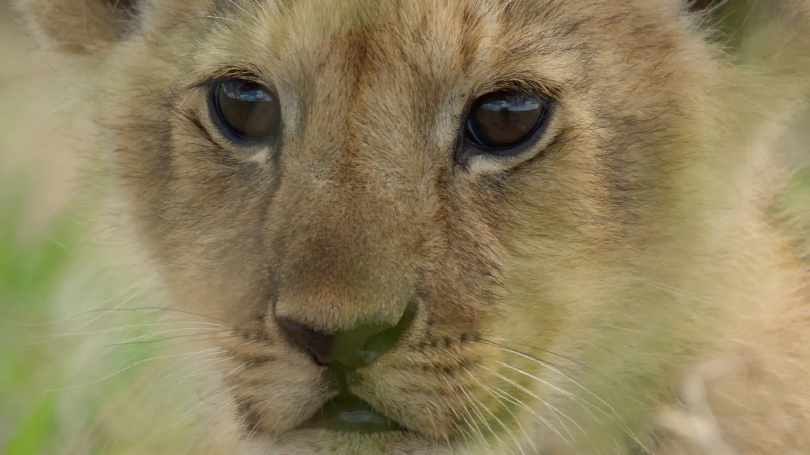 León sigue durante cuatro años la vida de Kio y su manada en el Masái Mara, en un registro que combina observación de largo aliento y una fotografía de escala cinematográfica.