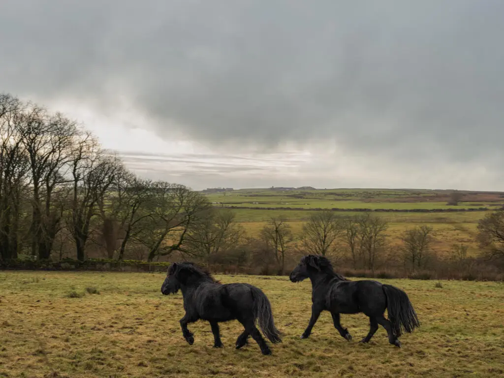 Quedarse en la habitación de Cathy de Cumbres Borrascosas es posible, le contamos cómo Fotos de caballos en el páramo