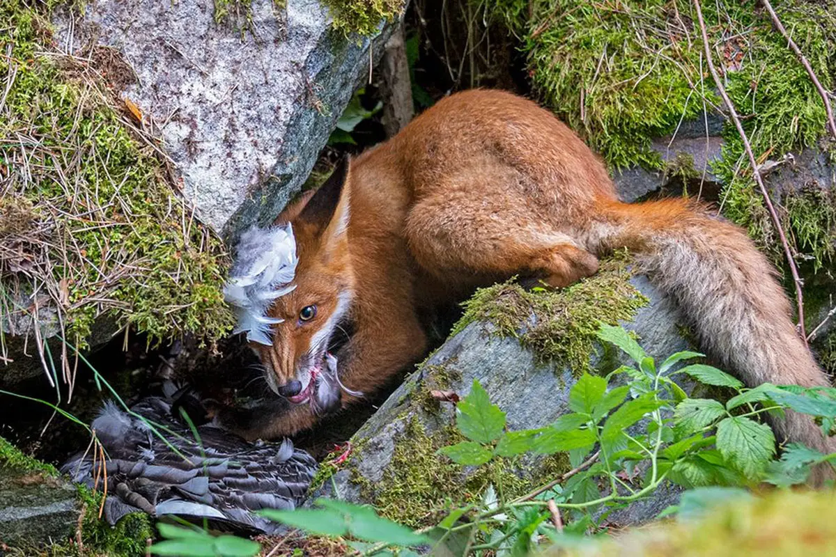 Planeta mágico: vea lo mejor de la fotografía de vida silvestre de 2020