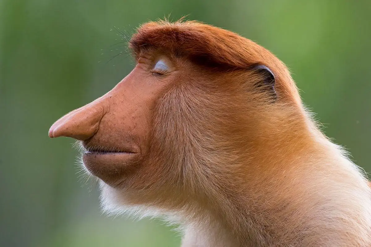 Planeta mágico: vea lo mejor de la fotografía de vida silvestre de 2020