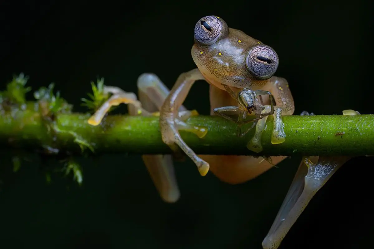 Planeta mágico: vea lo mejor de la fotografía de vida silvestre de 2020