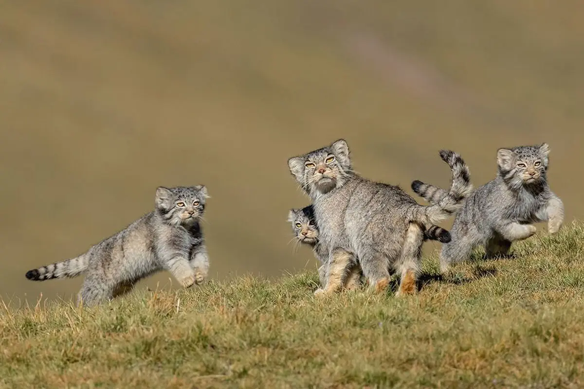 Planeta mágico: vea lo mejor de la fotografía de vida silvestre de 2020