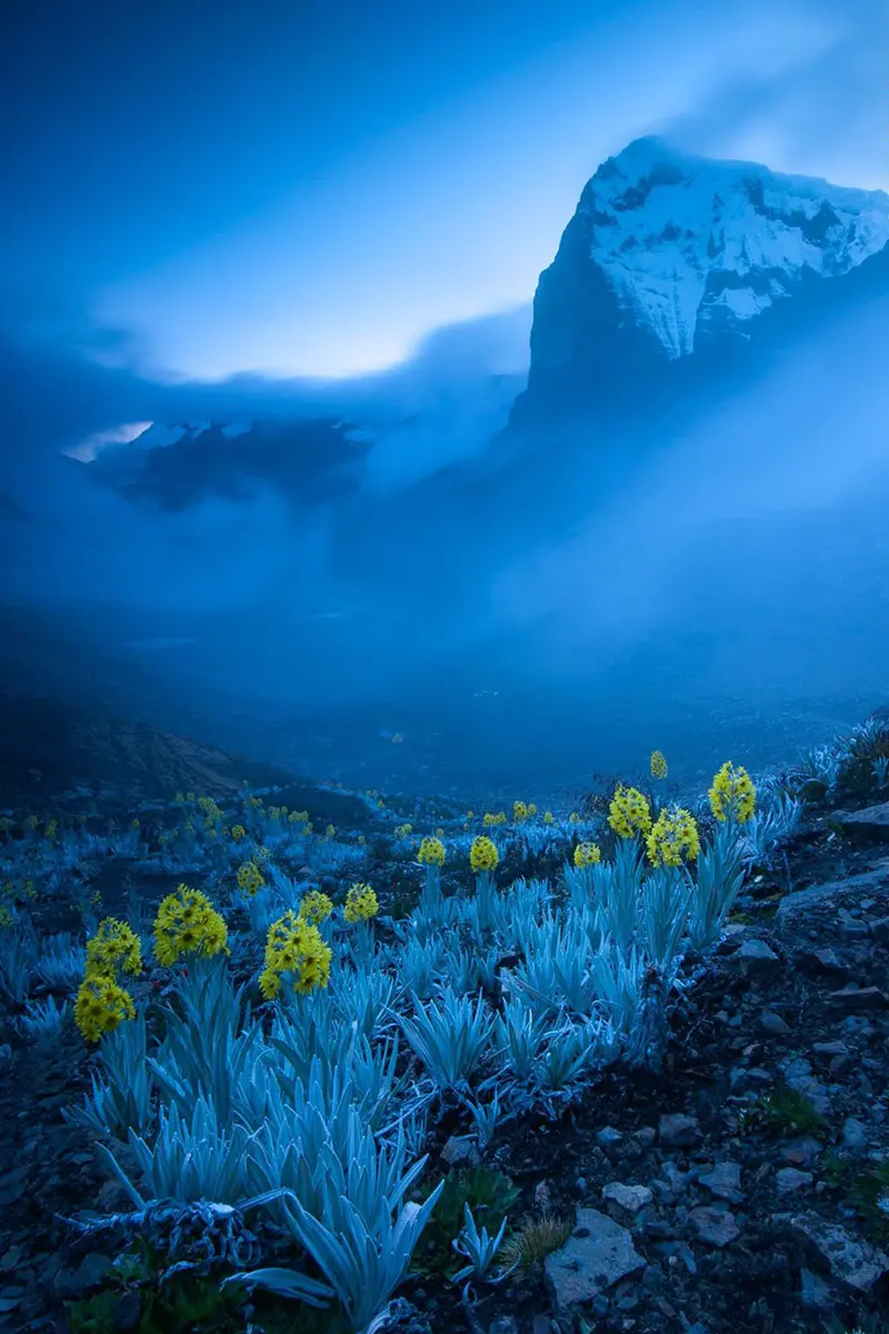 Planeta mágico: vea lo mejor de la fotografía de vida silvestre de 2020
