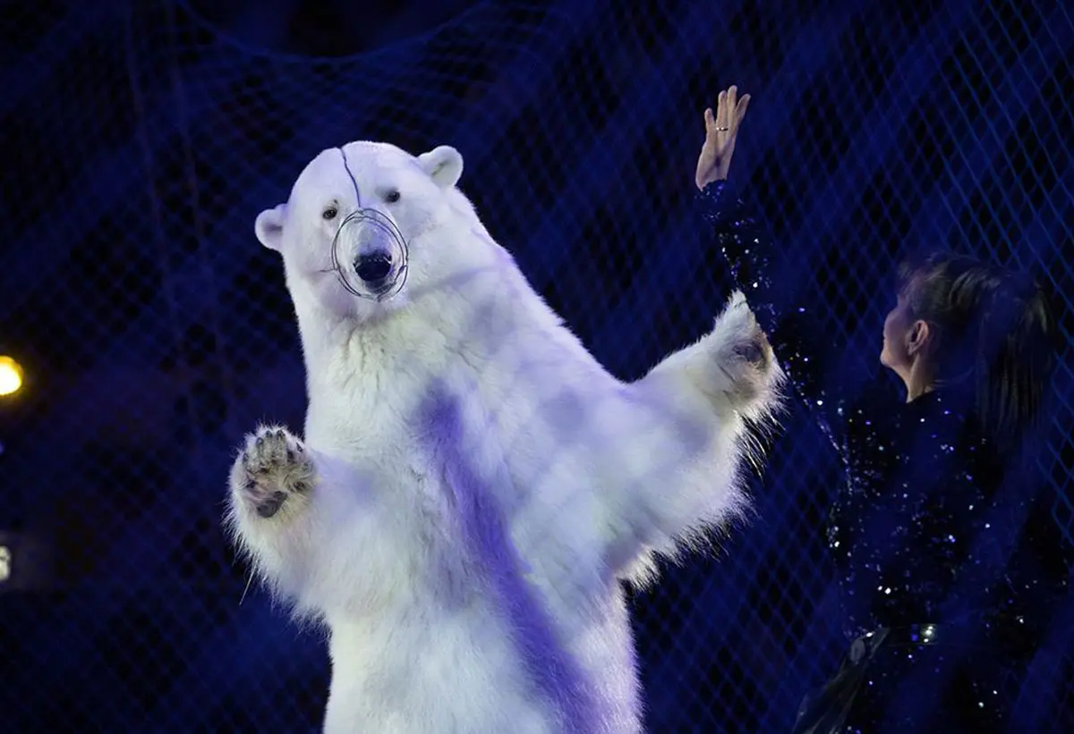 Planeta mágico: vea lo mejor de la fotografía de vida silvestre de 2020