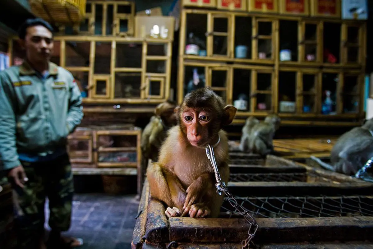 Planeta mágico: vea lo mejor de la fotografía de vida silvestre de 2020
