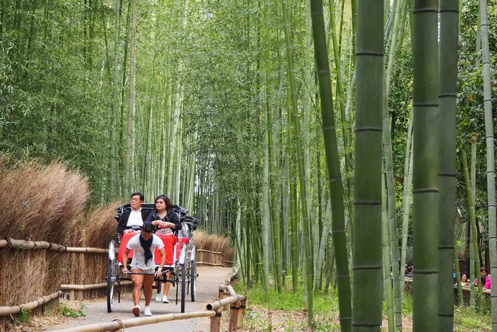 Estos son los ocho bosques más hermosos del planeta Kioto