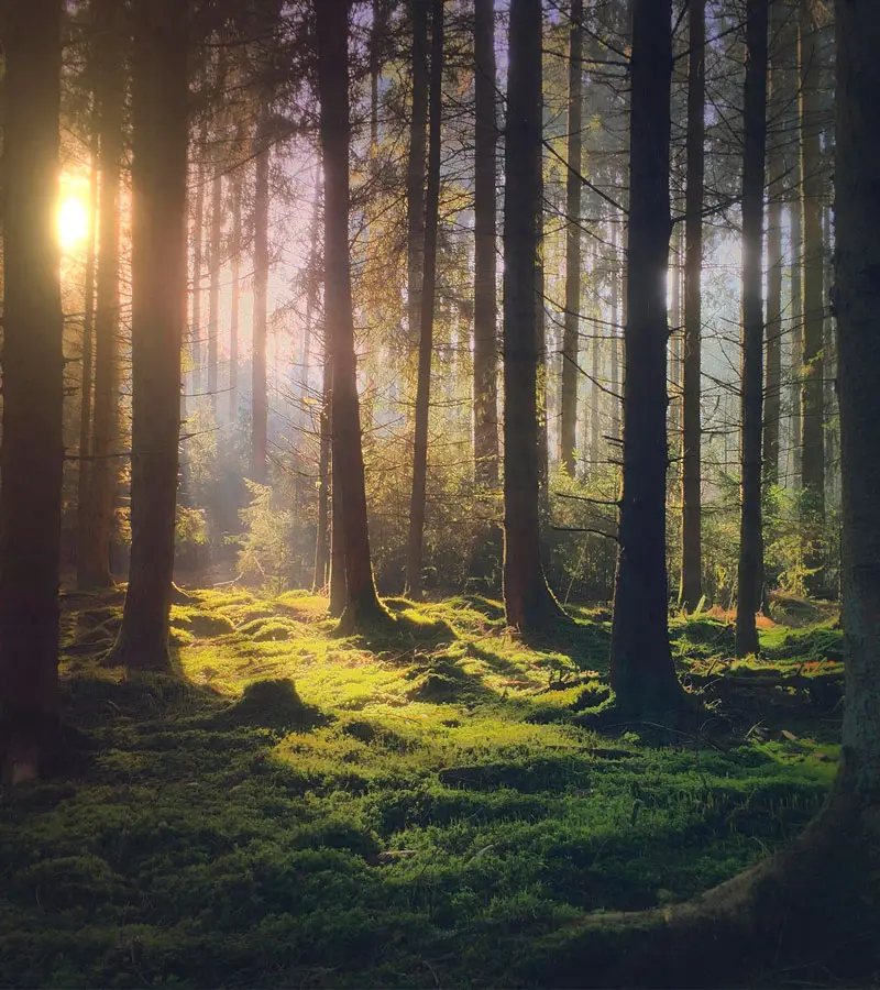 Participe en el desafío fotográfico de iPhone 2019