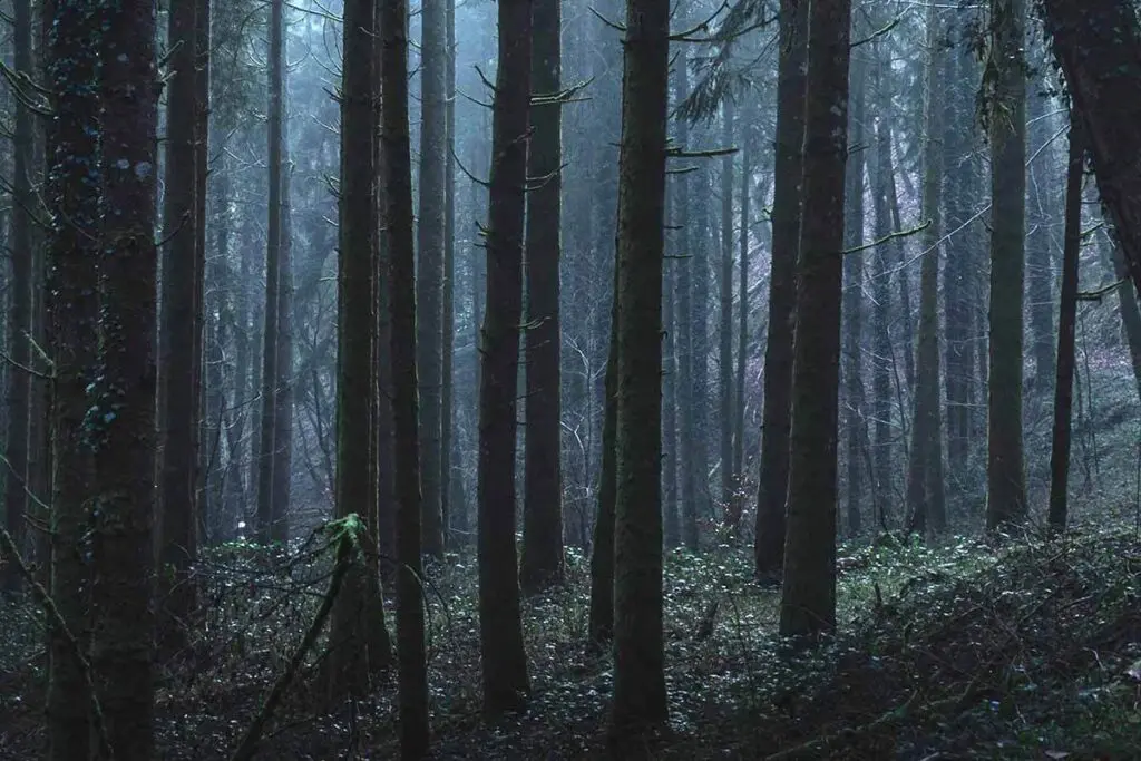 Estos son los ocho bosques más hermosos del planeta Estos son los ocho bosques más hermosos del planeta
