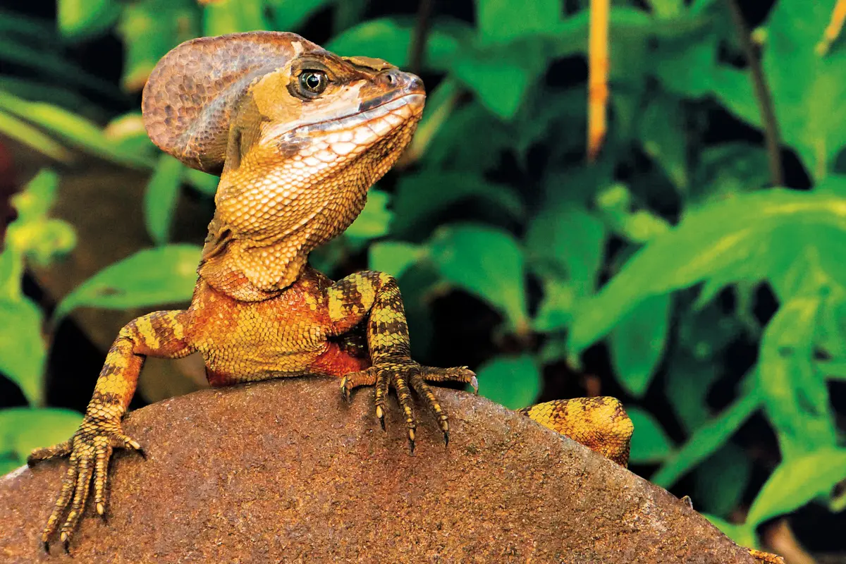 Isla de gorgona: una joya natural en el pacífico colombiano