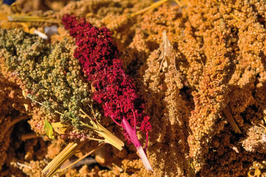 Bolivia, de las cumbres del Sajama al desierto de sal de Uyuni Quinua Bolivia