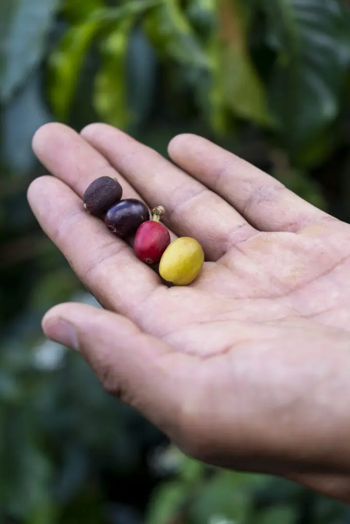 Viotá, el destino a dos horas de Bogotá ideal para caminar, tomar café y hablar de paz y perdón Viotá, el destino a dos horas de Bogotá ideal para caminar, tomar café y hablar de paz y perdón