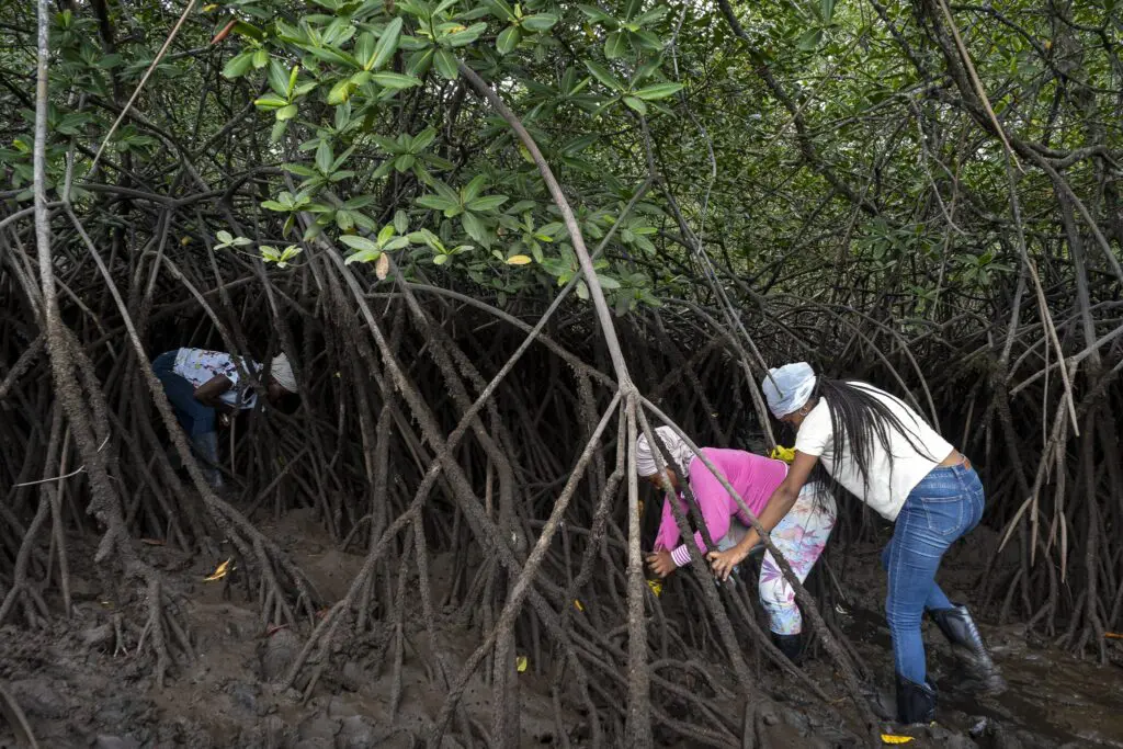 Piangüeras: las matronas de los manglares en tumaco