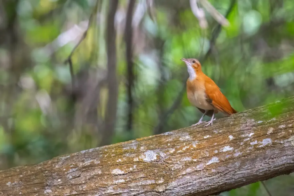Cien años de Soledad