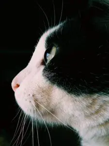 Colombia, Cheryl Payares, Don Firulirus, HUAWEI Mate 9.