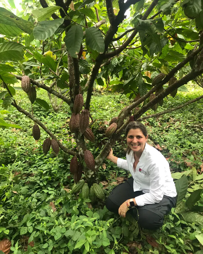 Colo cacao
