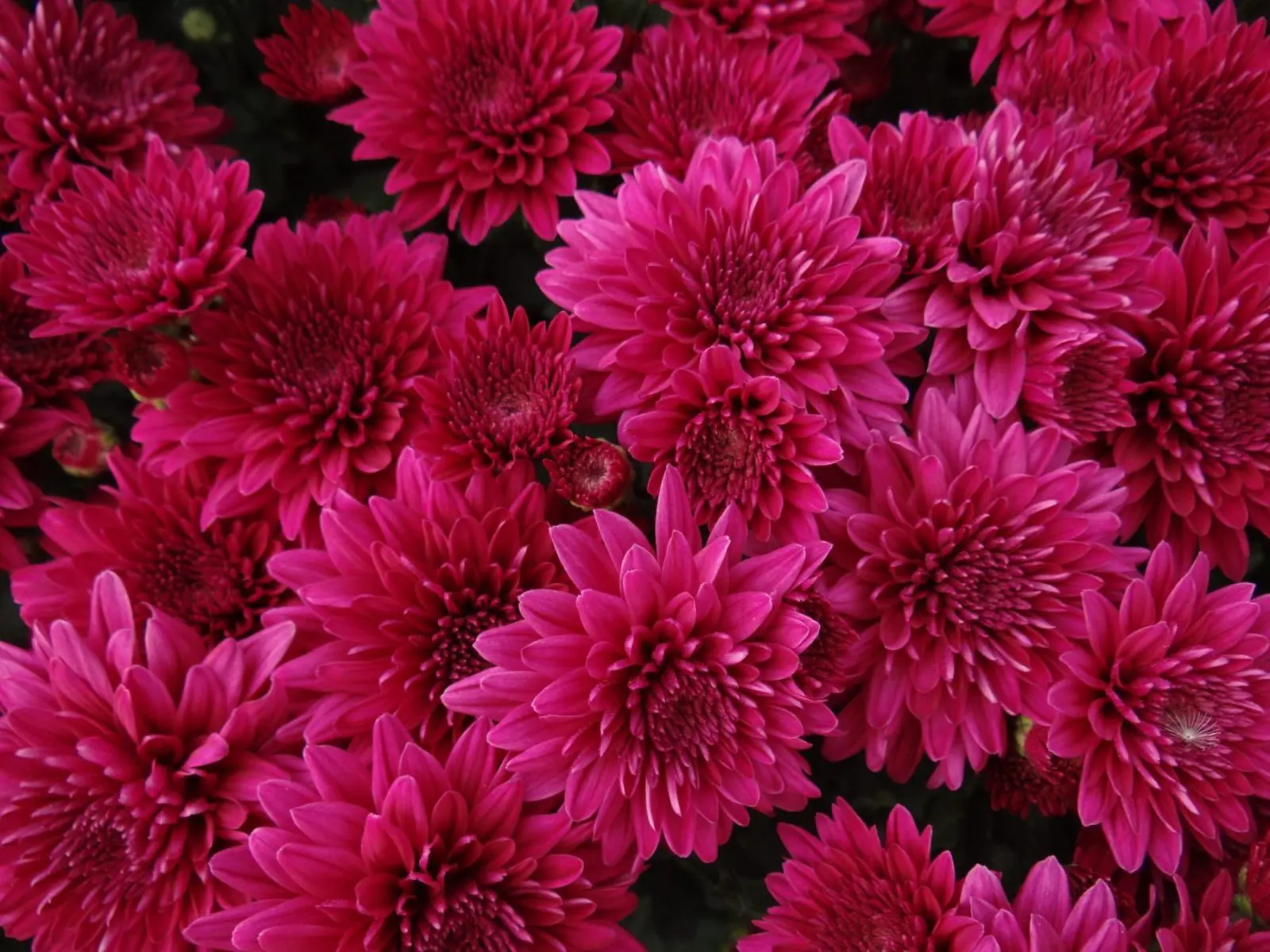 Galería: 10 flores y plantas colombianas para tener en casa