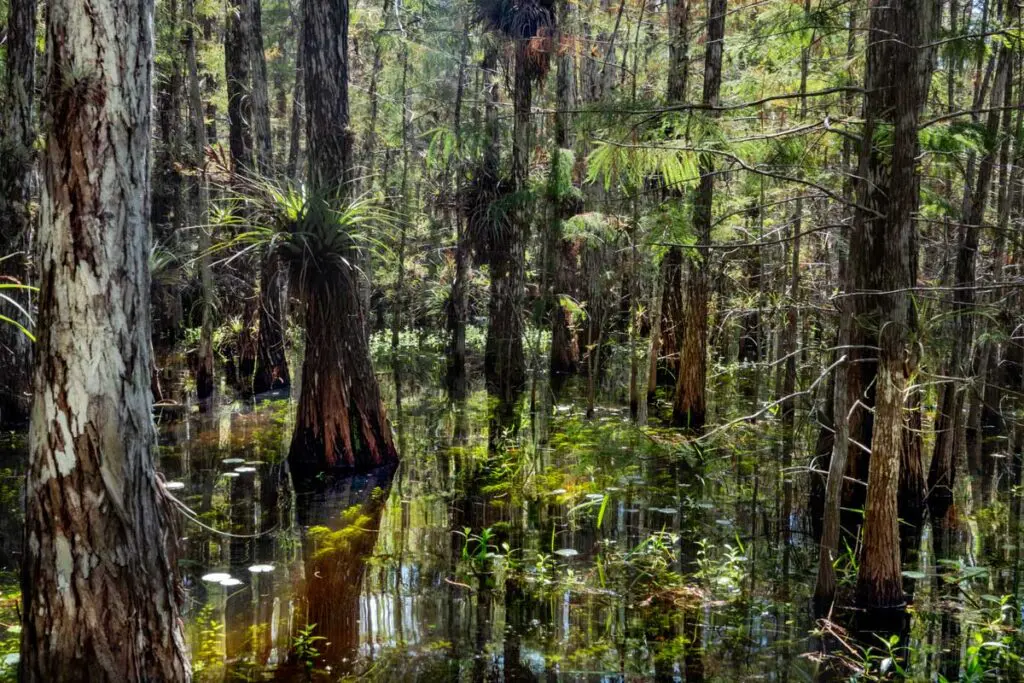 Everglades park
