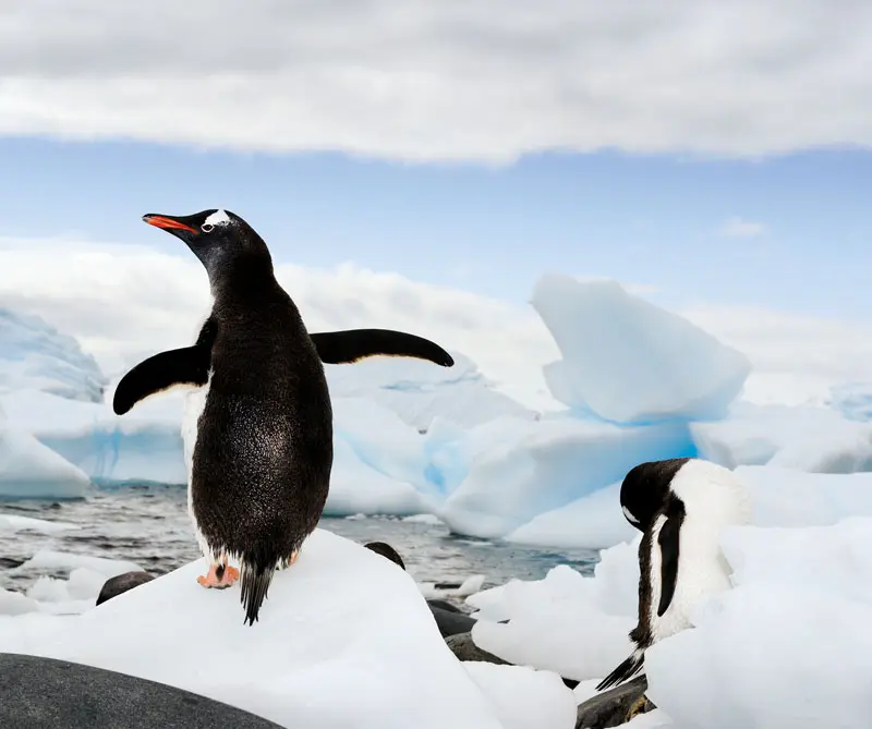 La exposición de la national geographic que llega por primera vez a colombia La exposición de la national geographic que llega por primera vez a colombia