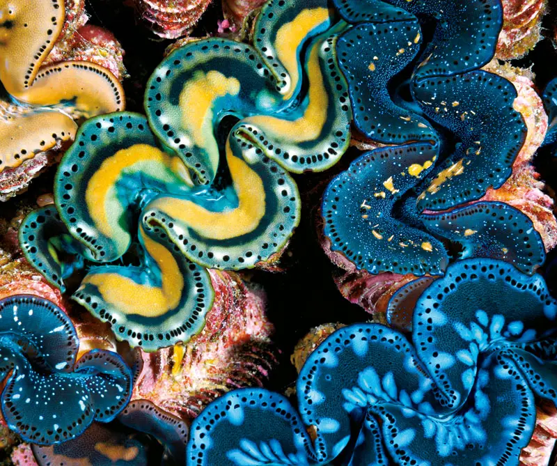 La exposición de la national geographic que llega por primera vez a colombia La exposición de la national geographic que llega por primera vez a colombia