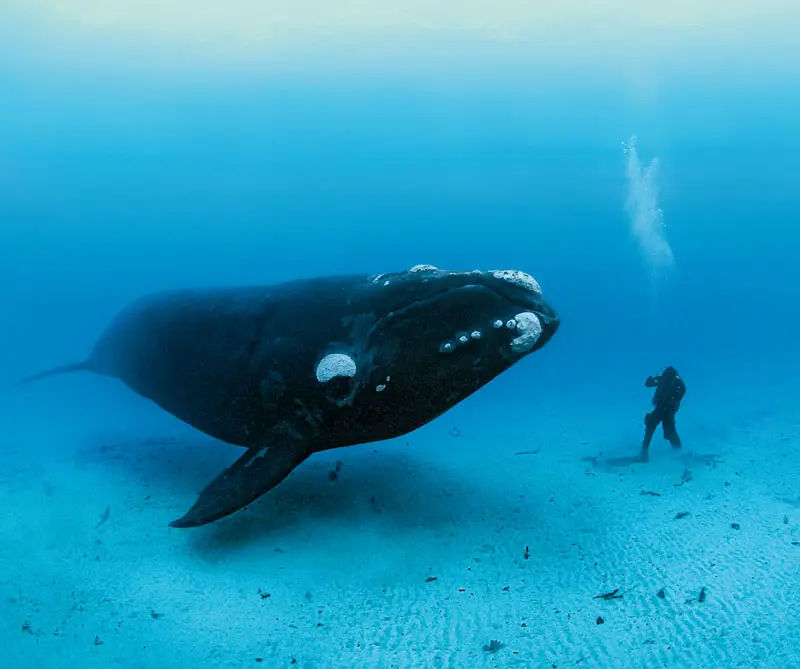 La exposición de la national geographic que llega por primera vez a colombia La exposición de la national geographic que llega por primera vez a colombia