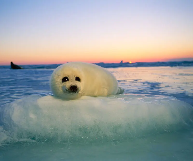 La exposición de la national geographic que llega por primera vez a colombia La exposición de la national geographic que llega por primera vez a colombia
