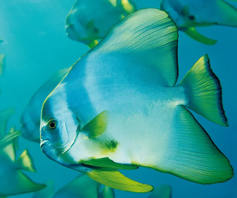 La exposición de la national geographic que llega por primera vez a colombia La exposición de la national geographic que llega por primera vez a colombia