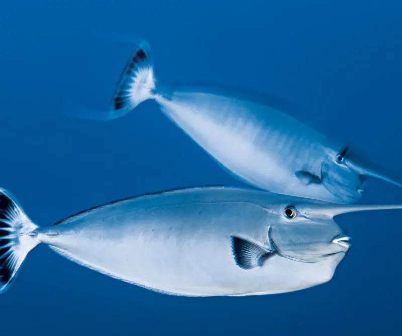 La exposición de la national geographic que llega por primera vez a colombia La exposición de la national geographic que llega por primera vez a colombia