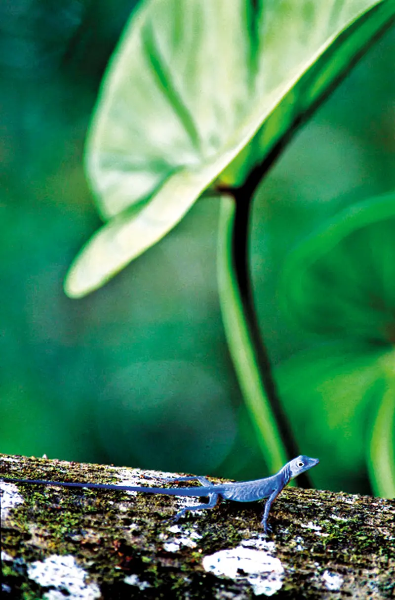 Gorgona en el pacífico