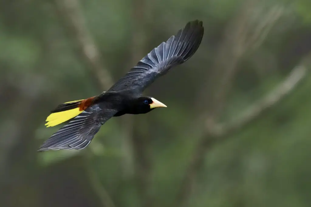 Cien años de soledad