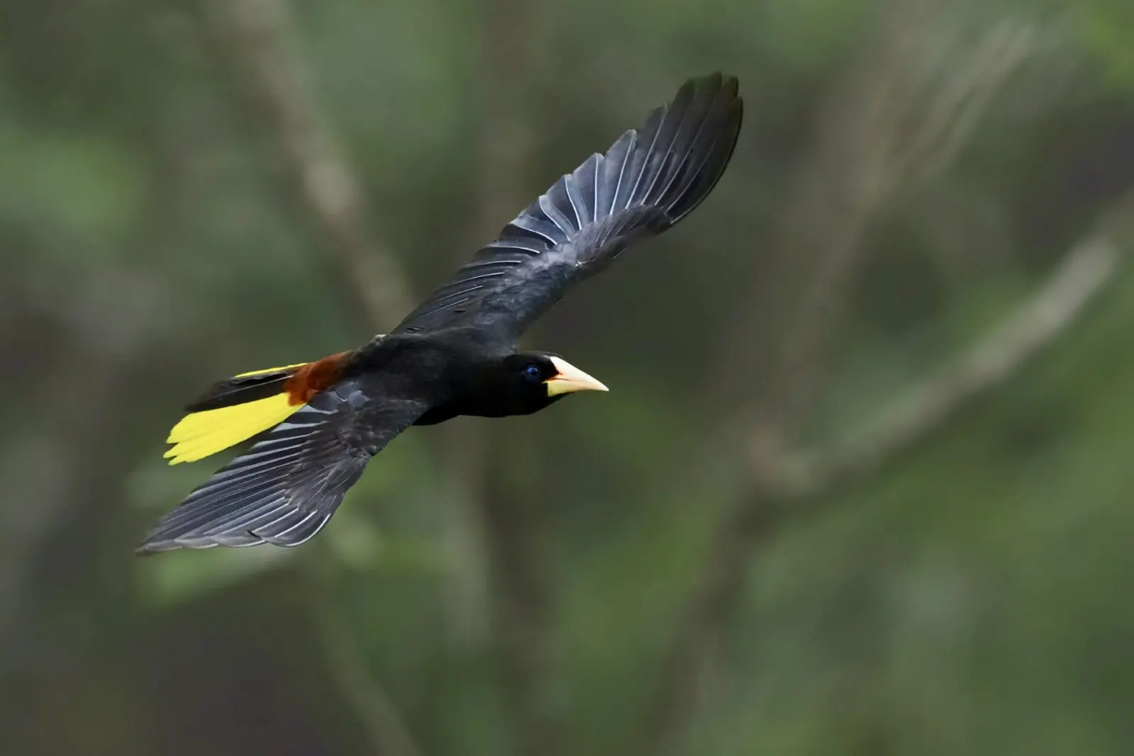 Cien años de Soledad