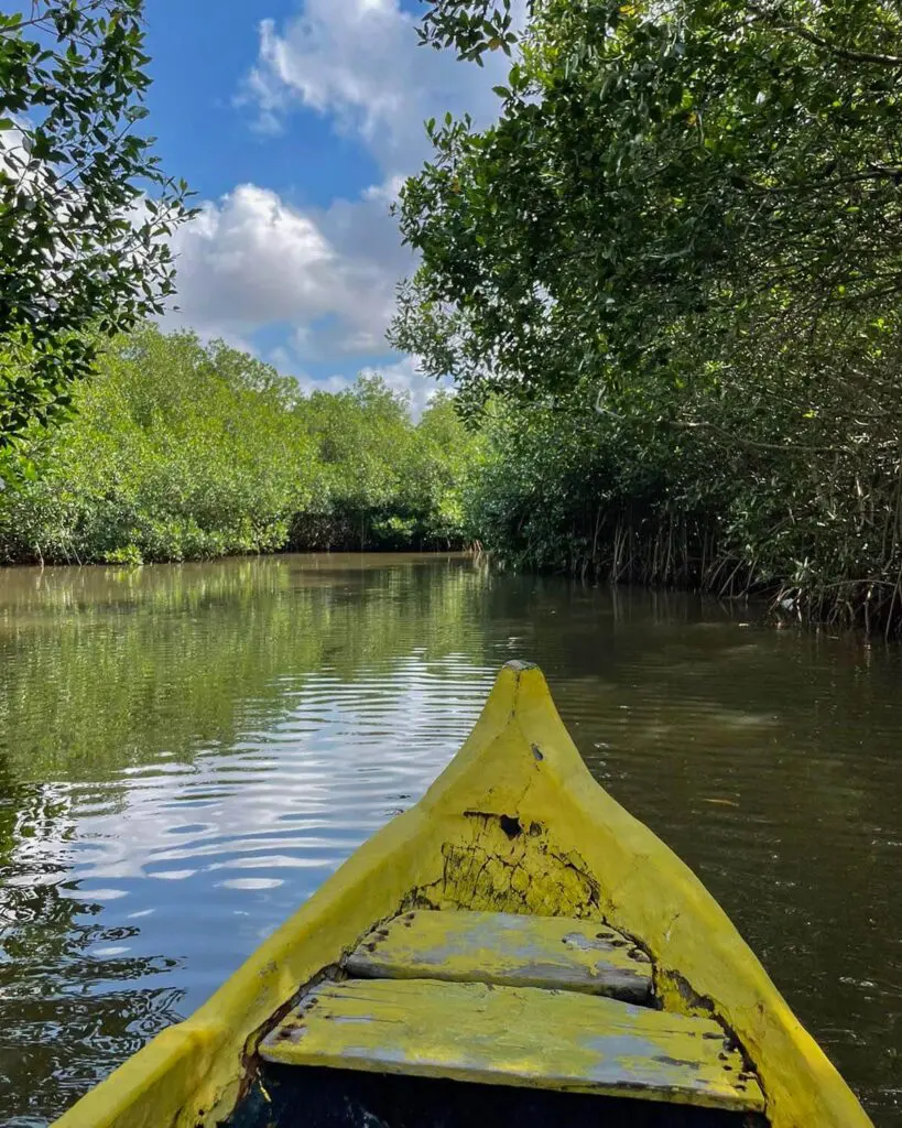 La Boquilla manglares, manglares