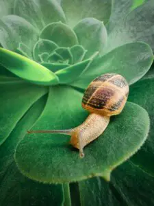 Mexico, Danilo Guerrero, SOLITARIO, PORSCHE DESIGN HUAWEI Mate 20 RS