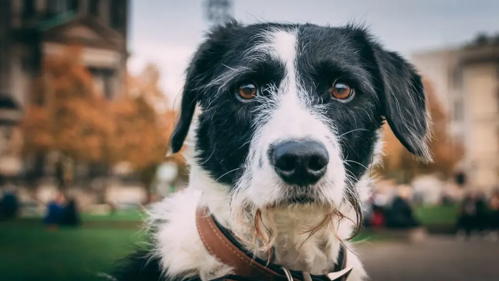 Perritos sin hogar: cómo ayudar a las fundaciones si no puede adoptar Perros en adopción