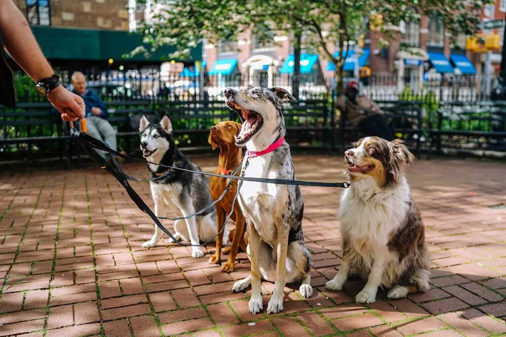 ¿cómo saber cuándo está humanizando a su perrito? Una experta responde