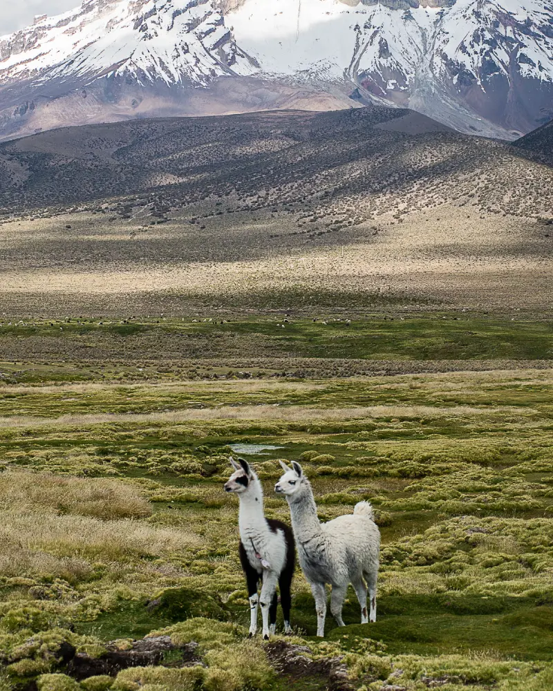 Bolivia, de las cumbres del Sajama al desierto de sal de Uyuni Llamas Bolivia