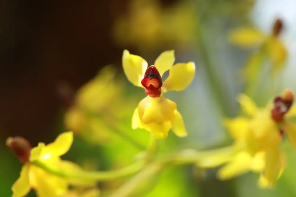 Bogotá se viste de orquídeas en el Jardín Botánico: todo lo que necesita saber sobre la exposición