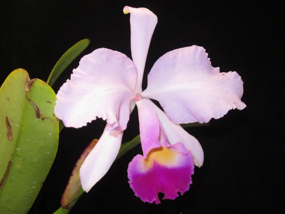 Bogotá se viste de orquídeas en el Jardín Botánico: todo lo que necesita saber sobre la exposición