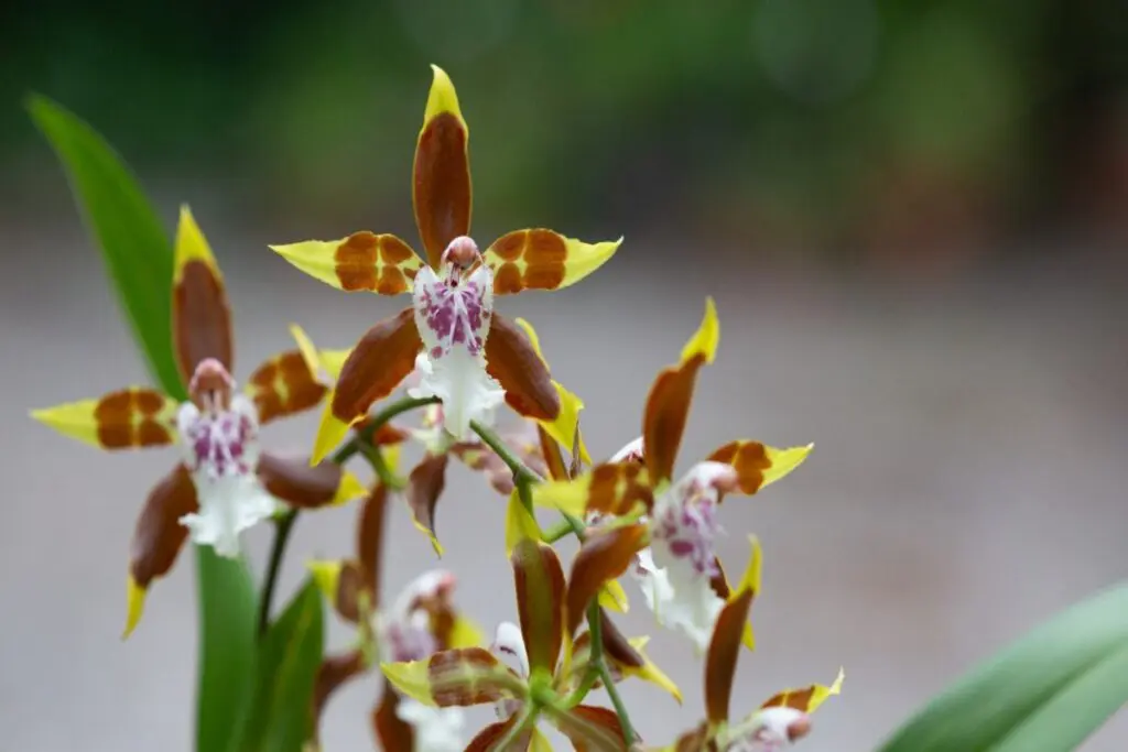 Bogotá se viste de orquídeas en el jardín botánico: todo lo que necesita saber sobre la exposición