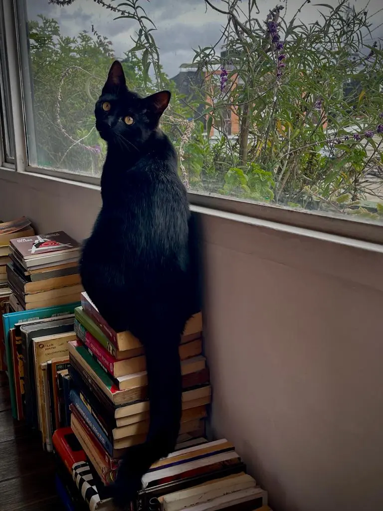 Día internacional del gato: libros y más historias de los felis silvestris catus