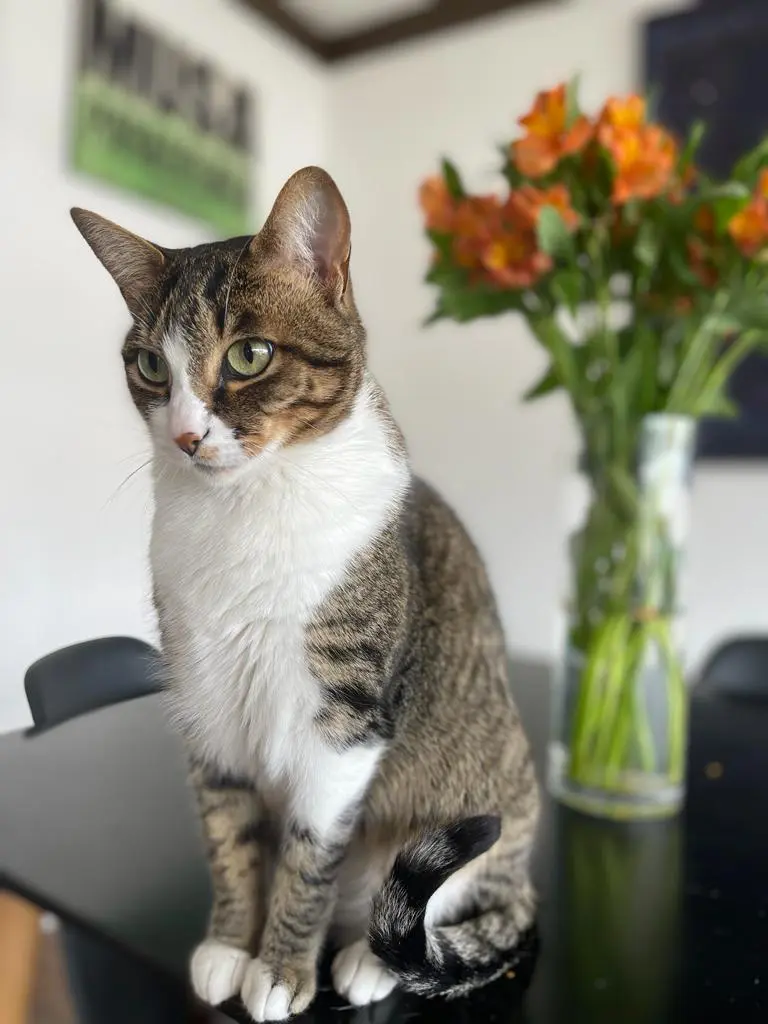 Día internacional del gato: libros y más historias de los felis silvestris catus