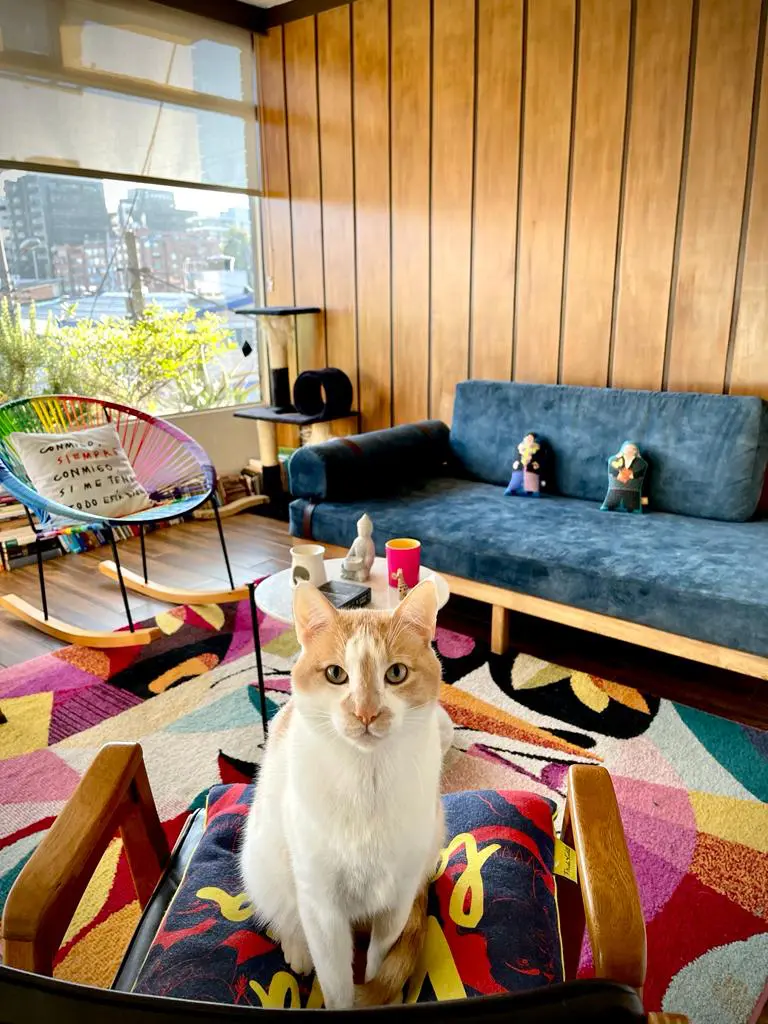 Día internacional del gato: libros y más historias de los felis silvestris catus