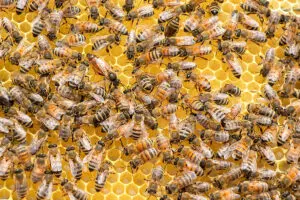 6 consejos para proteger a las abejas, los animales más importantes