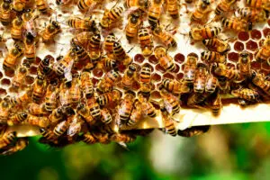 Consejos para proteger a las abejas