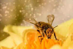 6 consejos para proteger a las abejas, los animales más importantes