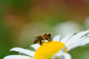 Consejos para proteger a las abejas