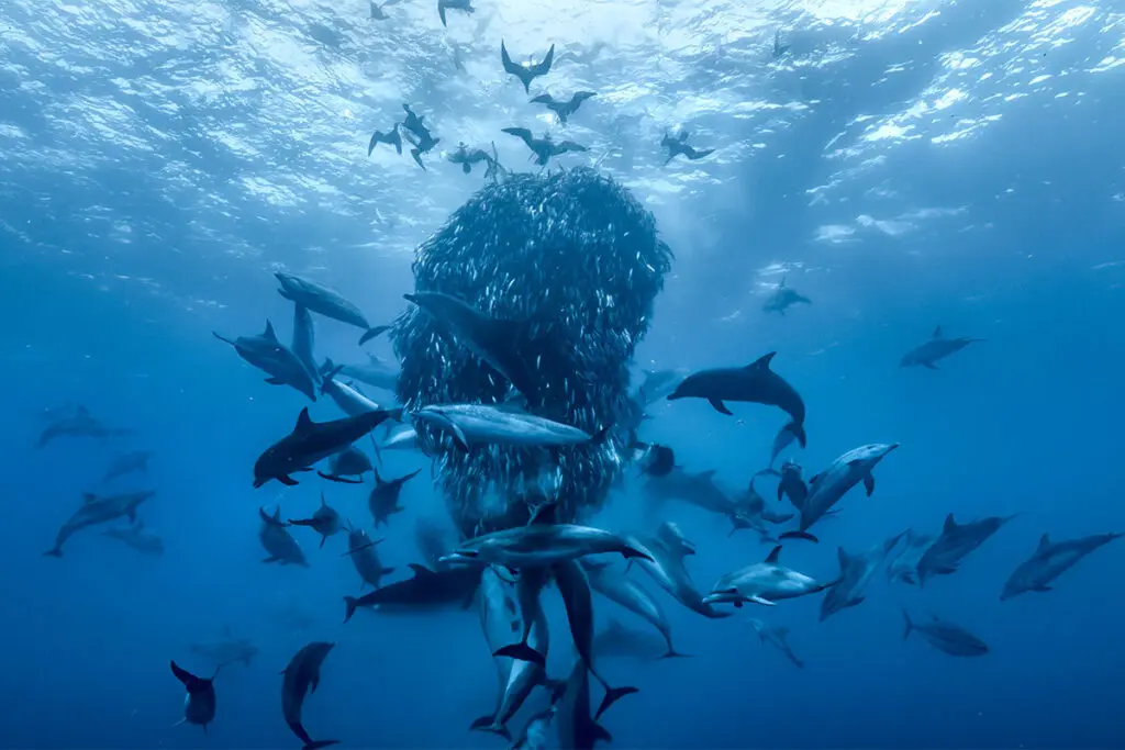 Océanos con David Attenborough, el documental que muestra que la vida marina aún tiene esperanza Océanos David Attenborough