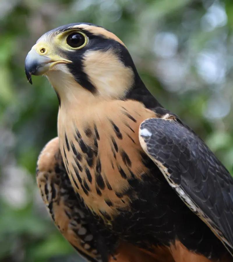 Un fin de semana en Barú con la Toya Montoya
