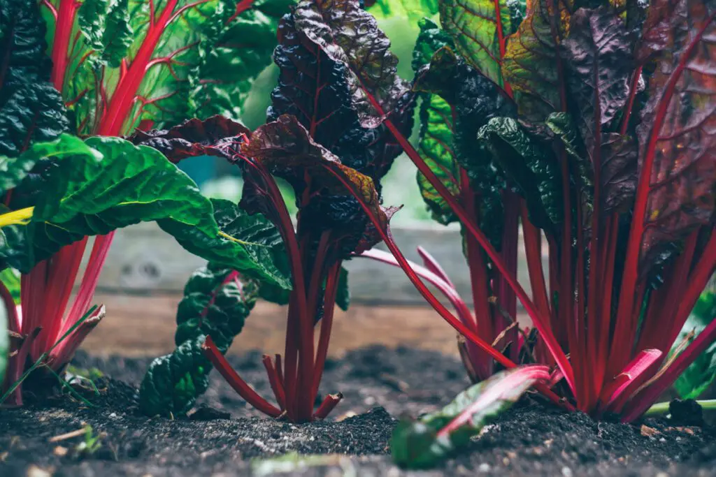 Alimentos orgánicos