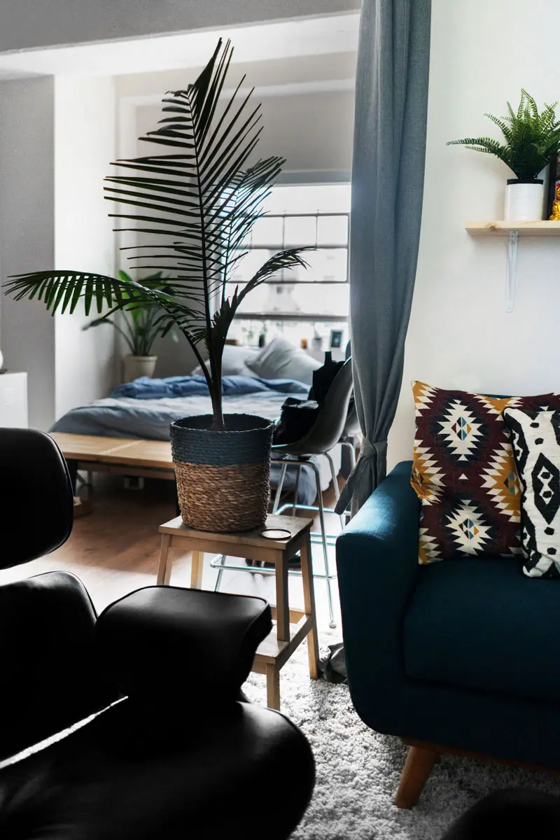 areca_palm_, plantas saludables